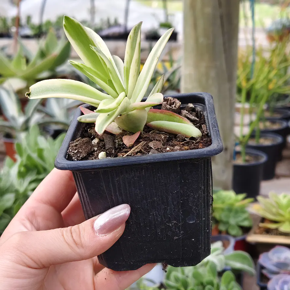 Crassula Capitella 