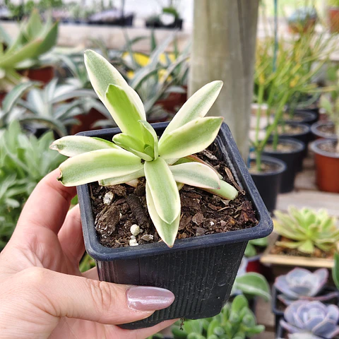 Crassula Capitella "Campfire" Variegada