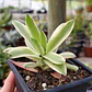 Crassula Capitella 