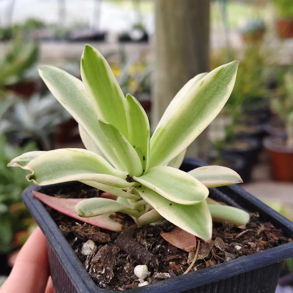 Crassula Capitella 