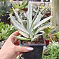 Cotyledon orbicutala var. Flanaganii - Miniatura 1