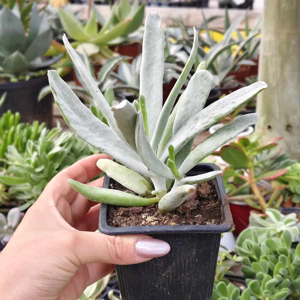 Cotyledon orbicutala var. Flanaganii 1