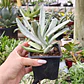 Cotyledon orbicutala var. Flanaganii - Miniatura 2