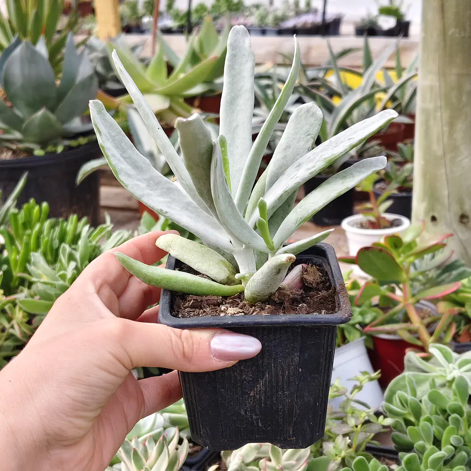 Cotyledon orbicutala var. Flanaganii 2