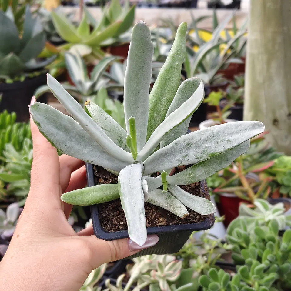 Cotyledon orbicutala var. Flanaganii 3