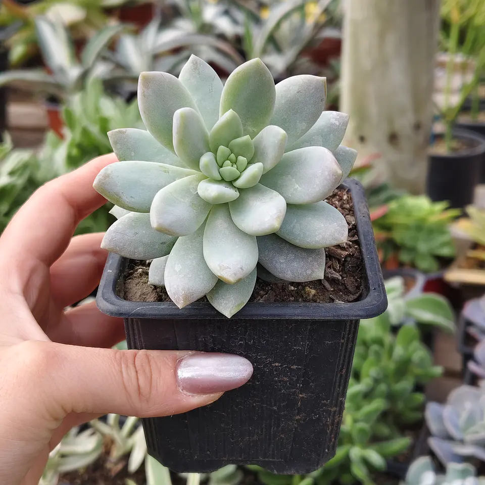Sedeveria Lilac Mist 1