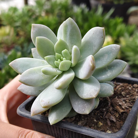 Sedeveria Lilac Mist