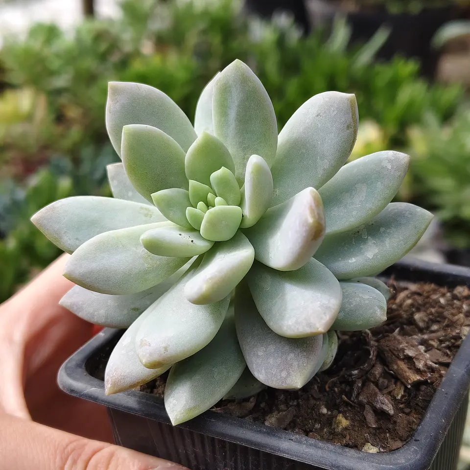Sedeveria Lilac Mist 2