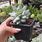 Sedeveria Lilac Mist - Miniatura 3