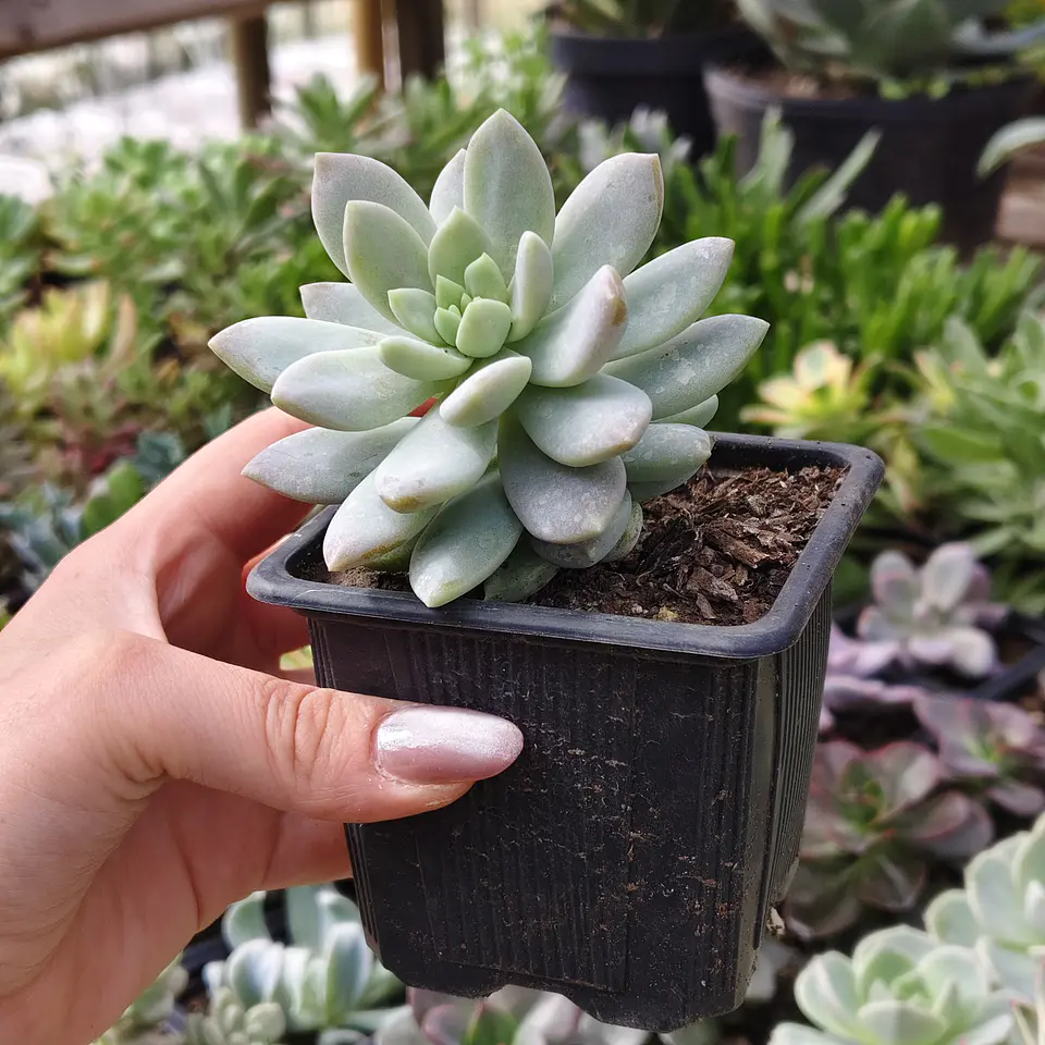 Sedeveria Lilac Mist 3
