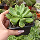 Graptoveria Apricot Dreams - Miniatura 1