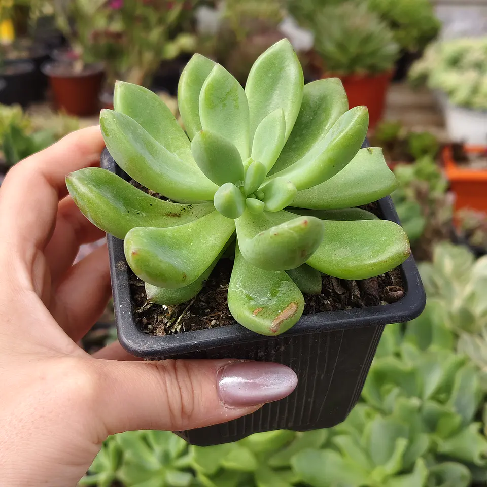 Graptoveria Apricot Dreams 1