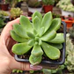 Graptoveria Apricot Dreams - Miniatura 2