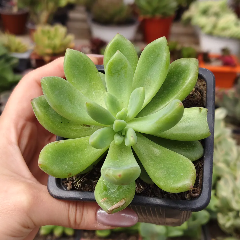 Graptoveria Apricot Dreams 2