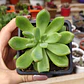 Graptoveria Apricot Dreams - Miniatura 3