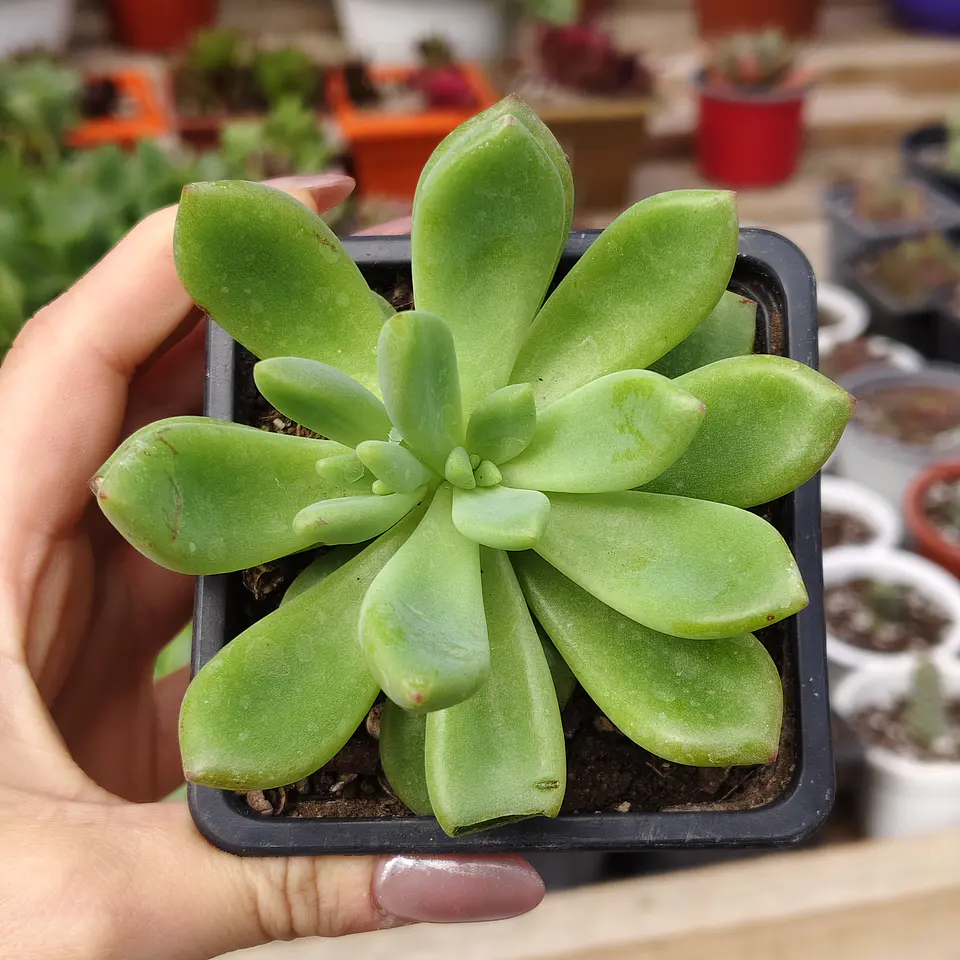 Graptoveria Apricot Dreams 3