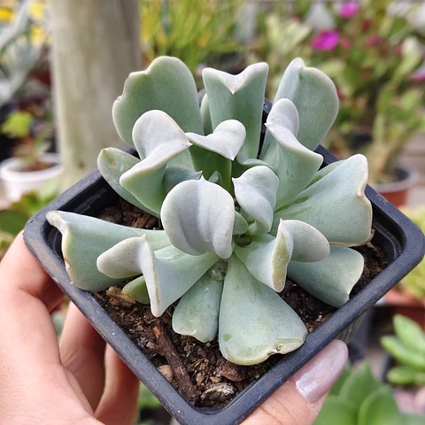 Echeveria Runyonii "Topsy Turby"