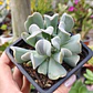 Echeveria Runyonii 