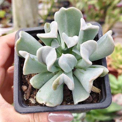 Echeveria Runyonii "Topsy Turby"