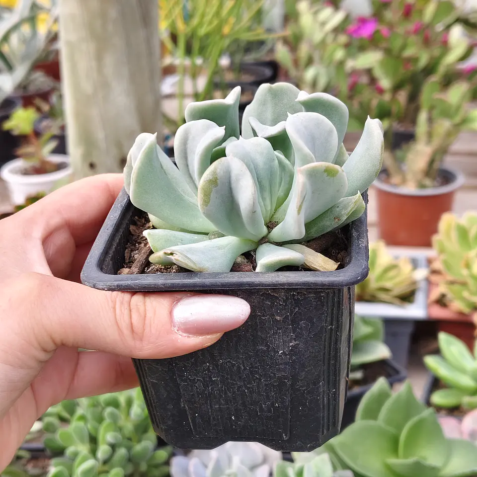 Echeveria Runyonii 