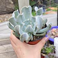 Echeveria Runyonii 