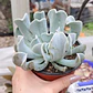 Echeveria Runyonii 