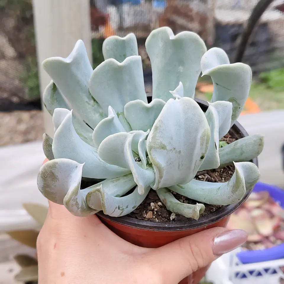 Echeveria Runyonii 