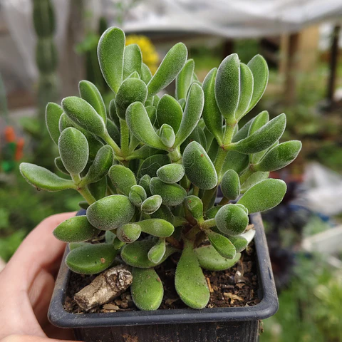 Crassula Rogersii