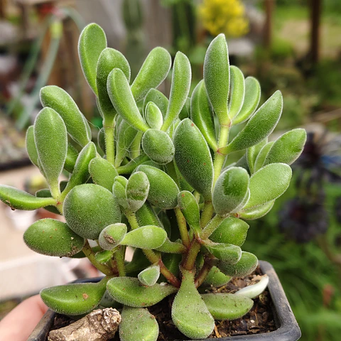 Crassula Rogersii