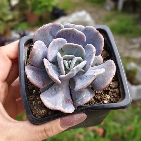 Echeveria Cubic Frost