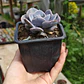 Echeveria Cubic Frost - Miniatura 3