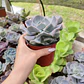 Echeveria Cubic Frost - Miniatura 4