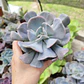 Echeveria Cubic Frost - Miniatura 5