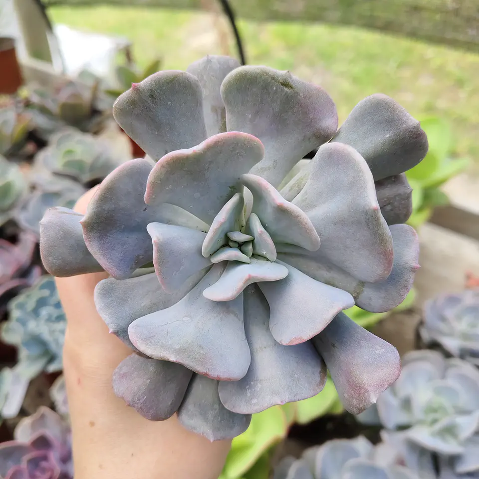 Echeveria Cubic Frost 6