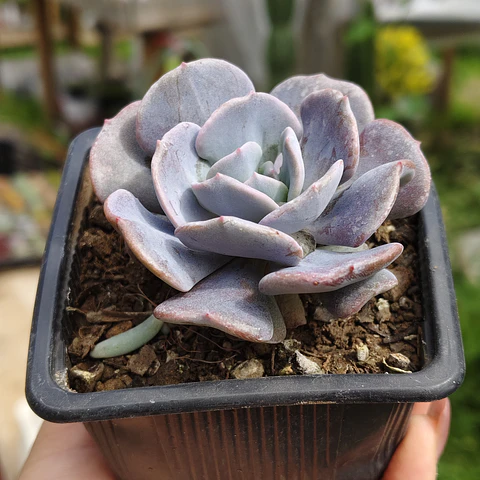 Echeveria Cubic Frost