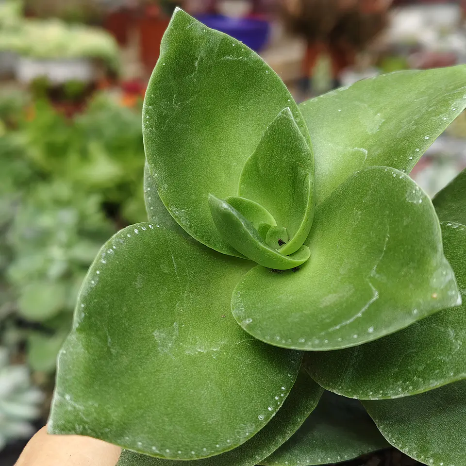 Crassula Lactea 2