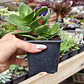 Crassula Lactea - Miniatura 3