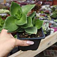 Crassula Lactea - Miniatura 1