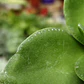 Crassula Lactea - Miniatura 4