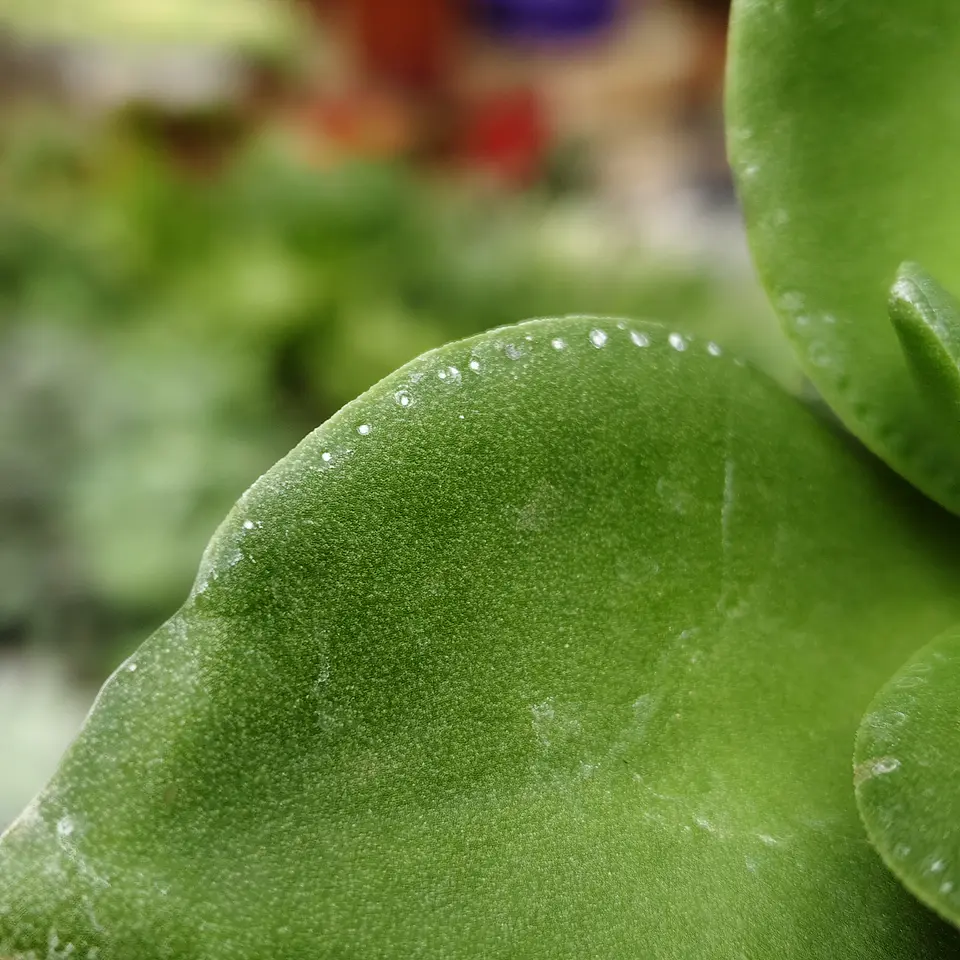 Crassula Lactea 4