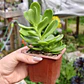 Senecio Jacobsenii - Miniatura 1