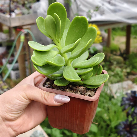 Senecio Jacobsenii