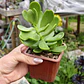 Senecio Jacobsenii - Miniatura 2