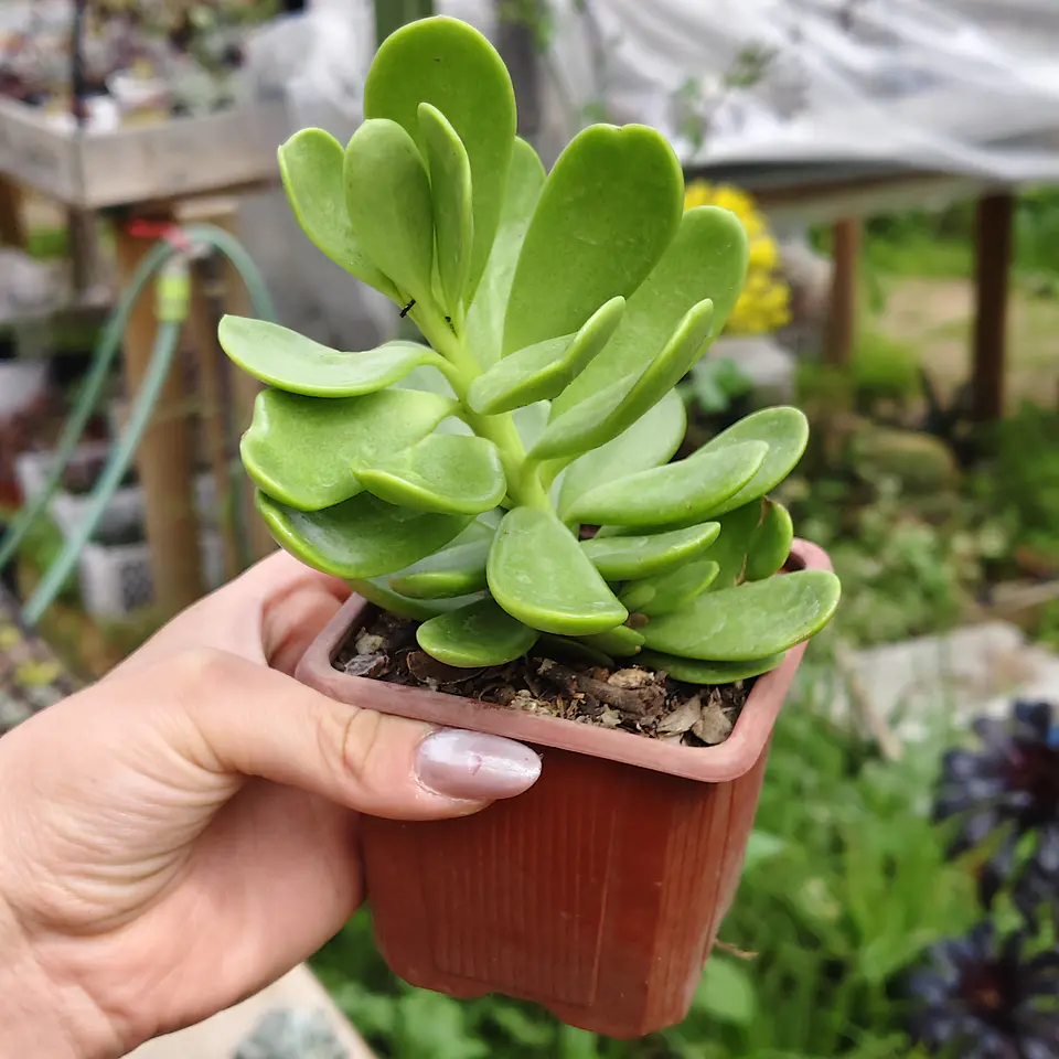 Senecio Jacobsenii 2