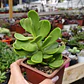 Senecio Jacobsenii - Miniatura 3