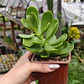 Senecio Jacobsenii - Miniatura 4
