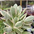 Crassula Money Maker Variegada