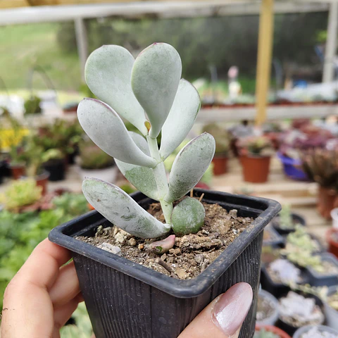 Cotyledon Oophyla