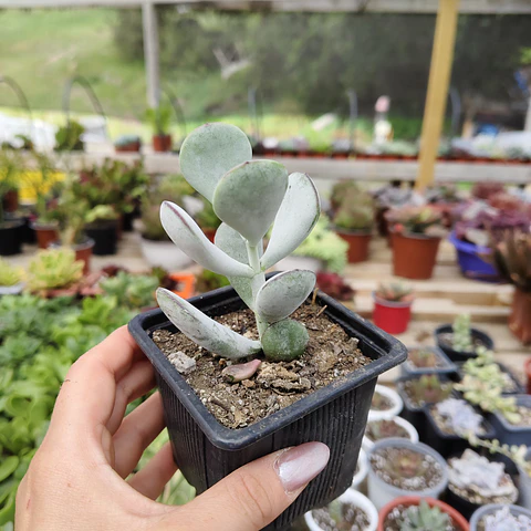Cotyledon Oophyla