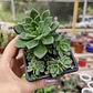 Echeveria Ron Evans - Miniatura 1